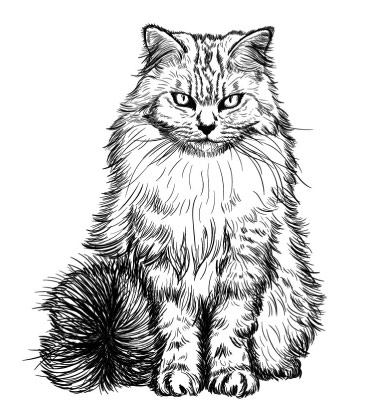 Black and White Caricature Portrait of Cat