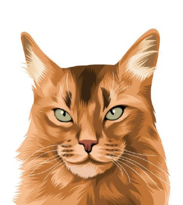 Fully Colored Portrait of Cat