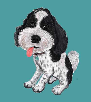 Funny Portrait of Curly Dog with Tongue Out